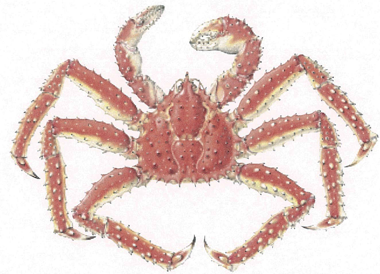 Alaskan king crab