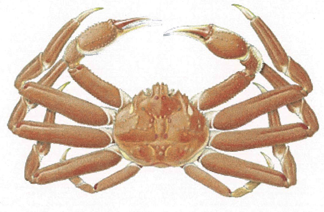 Alaskan quenn crab