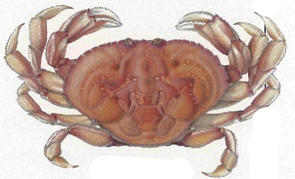 Dungenese Crab