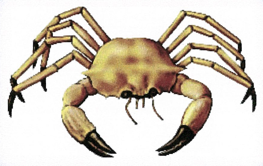 Golden Crab